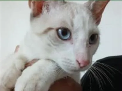 Gato raça SRD-ViraLata idade 2 a 6 meses nome Shane Hollander