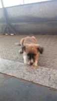 leão 