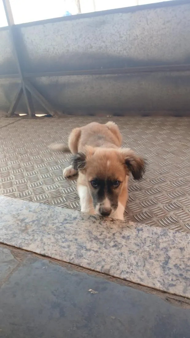Cachorro raça SRD-ViraLata idade 2 a 6 meses nome leão 