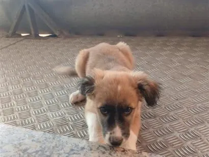 Cachorro raça SRD-ViraLata idade 2 a 6 meses nome leão 
