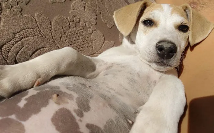 Cachorro raça SRD-ViraLata idade 2 a 6 meses nome kate