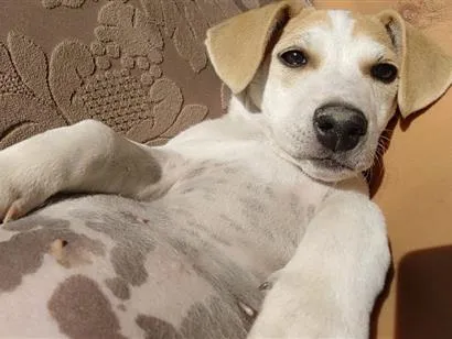 Cachorro raça SRD-ViraLata idade 2 a 6 meses nome kate