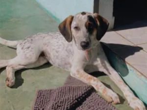 Cachorro raça SRD-ViraLata idade 7 a 11 meses nome Pandora