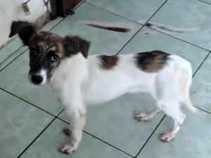 Cachorro raça SRD-ViraLata idade 2 a 6 meses nome sem nome