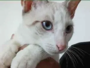 Gato raça SRD-ViraLata idade 2 a 6 meses nome Shane Hollander
