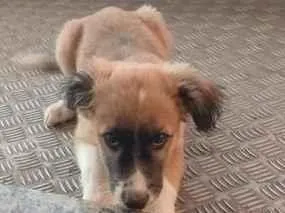 Cachorro raça SRD-ViraLata idade 2 a 6 meses nome leão 