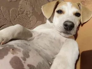 Cachorro raça SRD-ViraLata idade 2 a 6 meses nome kate
