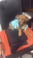 Pipoca