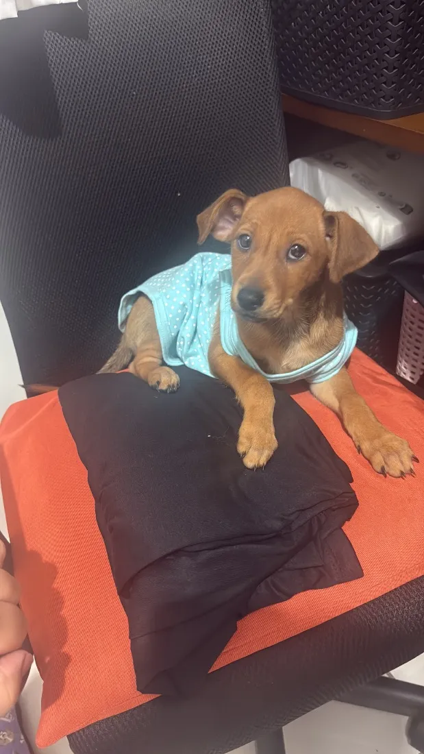 Cachorro raça SRD-ViraLata idade 2 a 6 meses nome Pipoca