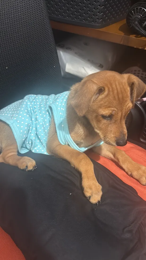 Cachorro raça SRD-ViraLata idade 2 a 6 meses nome Pipoca