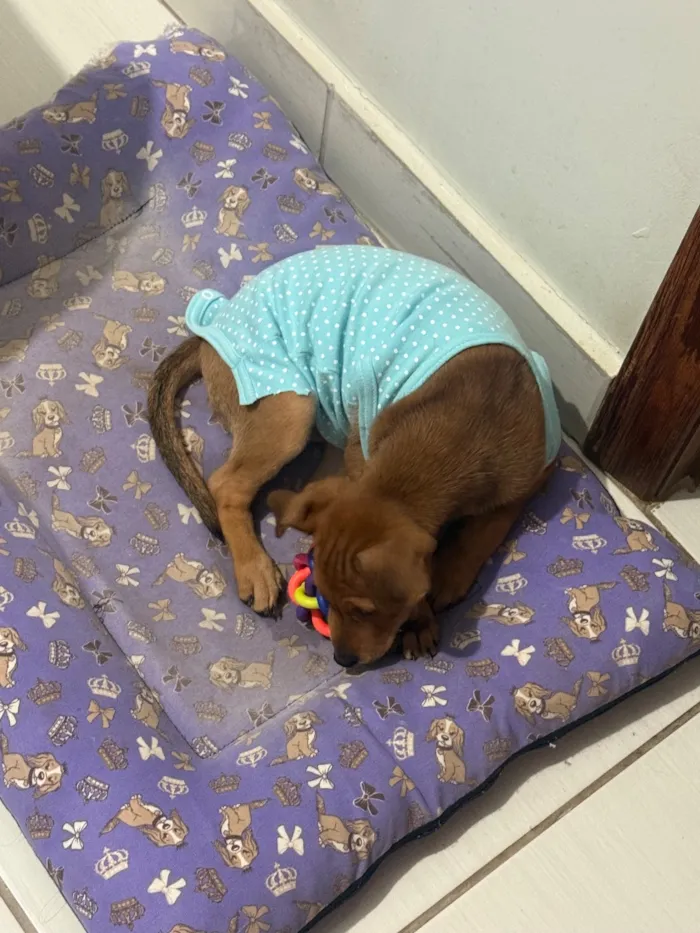 Cachorro raça SRD-ViraLata idade 2 a 6 meses nome Pipoca