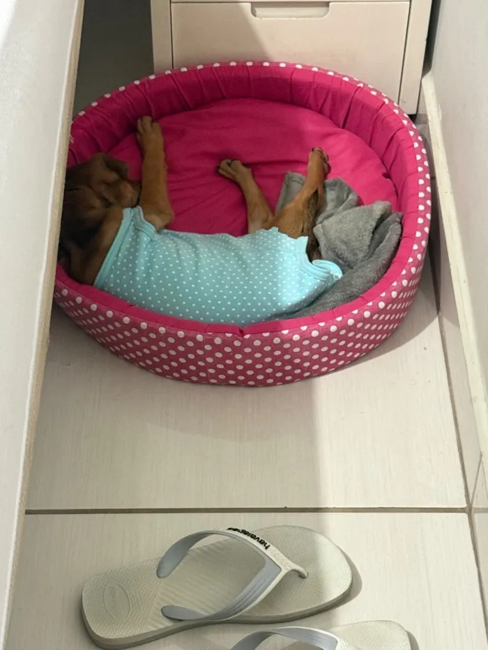 Cachorro raça SRD-ViraLata idade 2 a 6 meses nome Pipoca