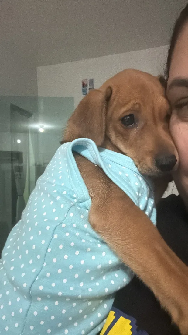 Cachorro raça SRD-ViraLata idade 2 a 6 meses nome Pipoca