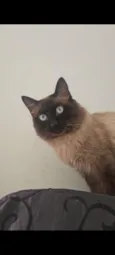 Nino