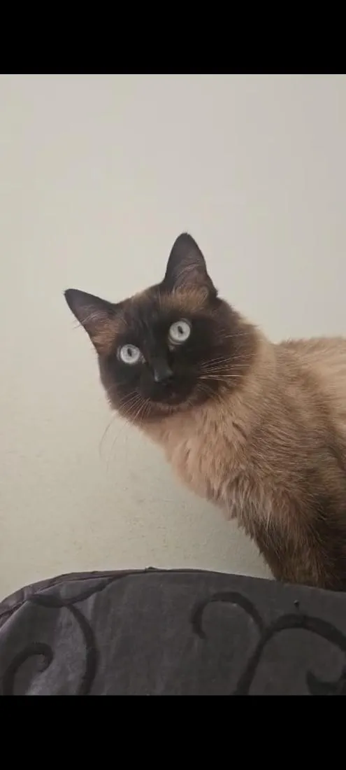 Gato raça Siamês idade 2 anos nome Nino