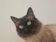 Nino