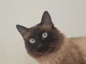 Gato raça Siamês idade 2 anos nome Nino