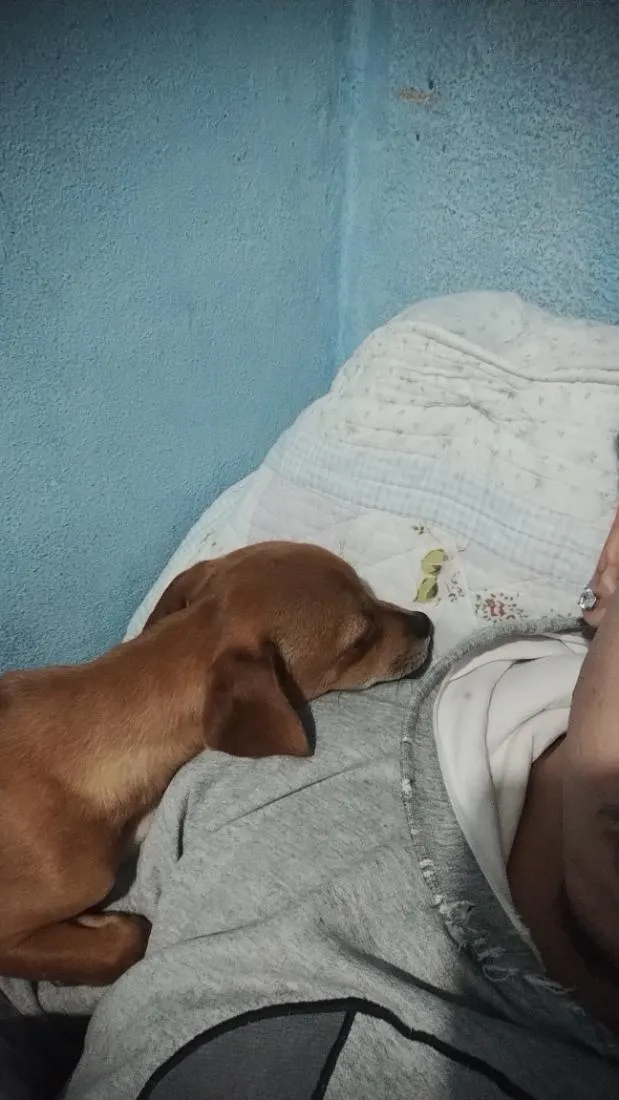 Cachorro raça SRD-ViraLata idade Abaixo de 2 meses nome Maya