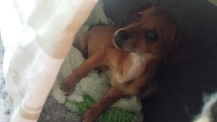 Cachorro raça SRD-ViraLata idade Abaixo de 2 meses nome Maya