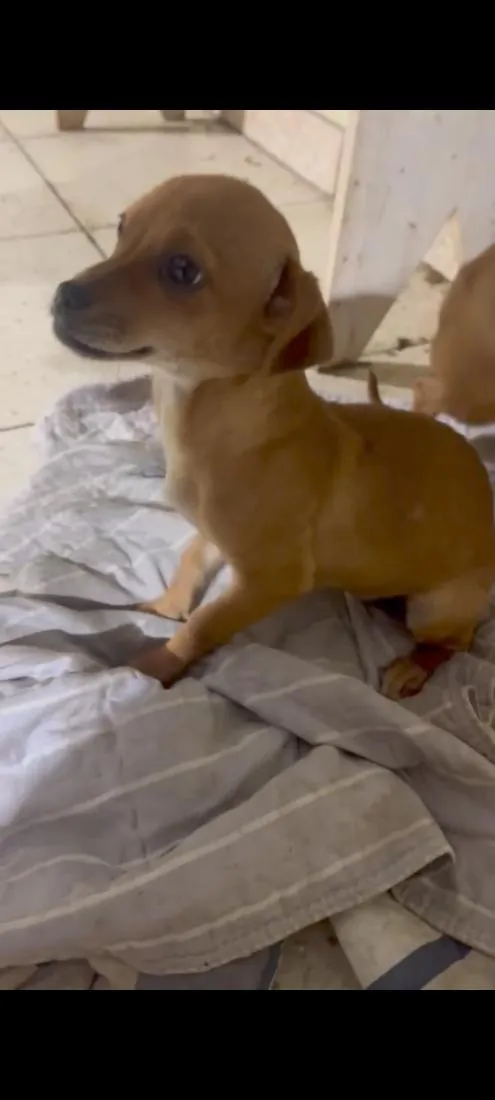 Cachorro raça SRD-ViraLata idade Abaixo de 2 meses nome Maya