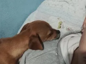 Cachorro raça SRD-ViraLata idade Abaixo de 2 meses nome Maya