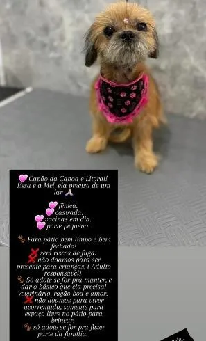 Cachorro raça Shitzu idade 6 ou mais anos nome Mel