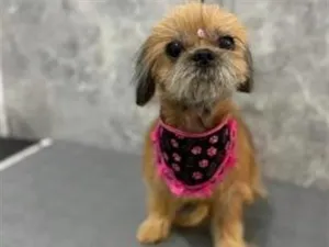 Cachorro raça Shitzu idade 6 ou mais anos nome Mel