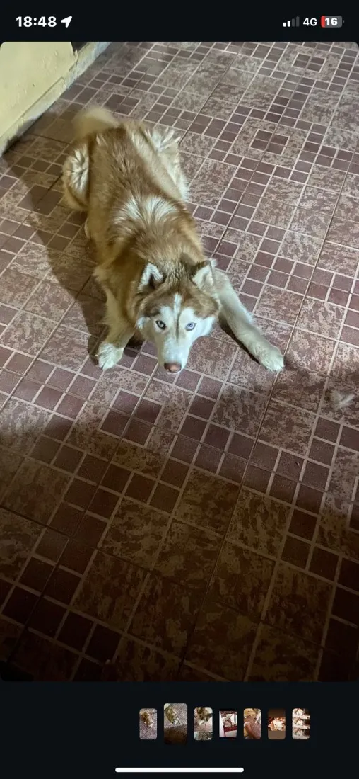 Cachorro raça Husky Siberiano idade 1 ano nome Theo