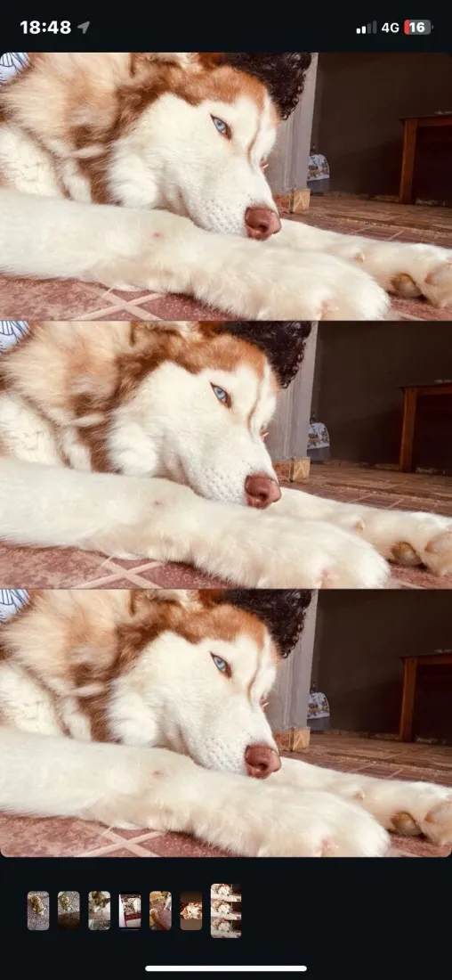 Cachorro raça Husky Siberiano idade 1 ano nome Theo