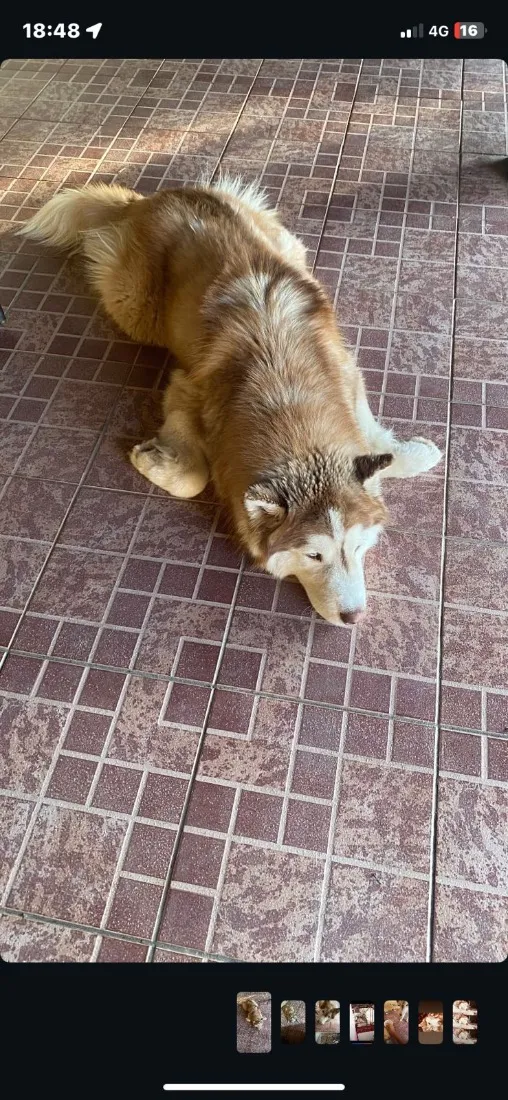 Cachorro raça Husky Siberiano idade 1 ano nome Theo