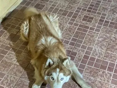 Cachorro raça Husky Siberiano idade 1 ano nome Theo