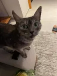 Mizi