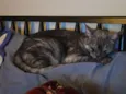Mizi
