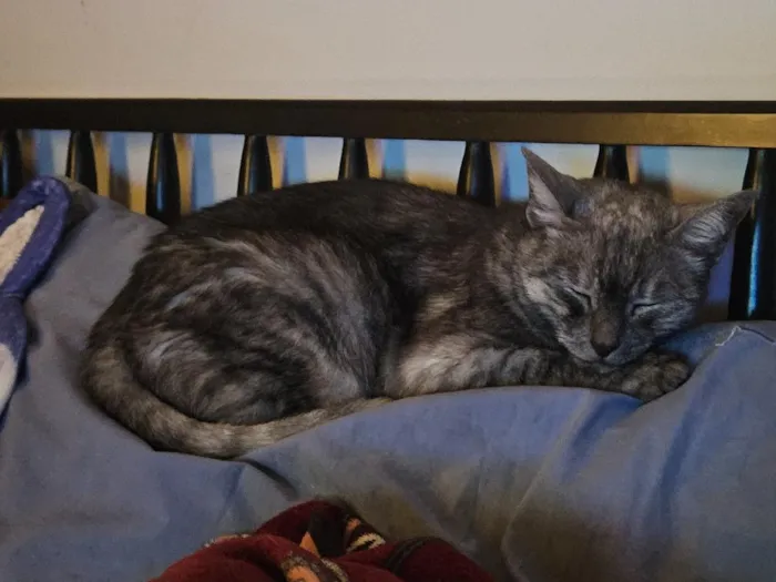 Gato raça SRD-ViraLata idade 4 anos nome Mizi