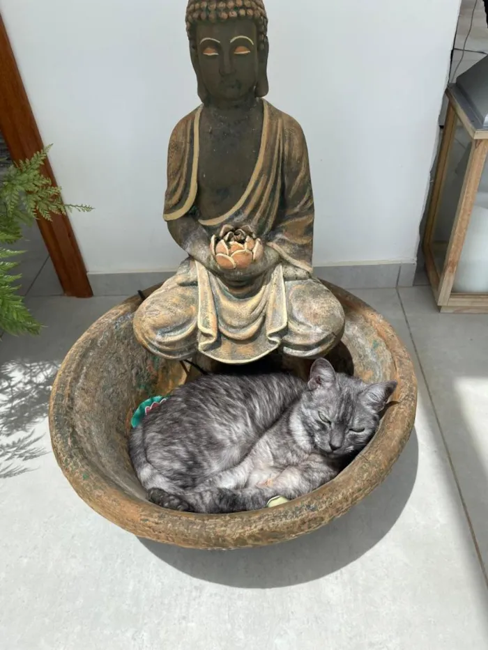Gato raça SRD-ViraLata idade 4 anos nome Mizi