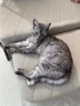 Mizi