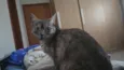 Mizi