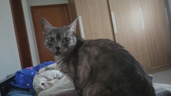 Gato raça SRD-ViraLata idade 4 anos nome Mizi