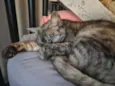 Mizi