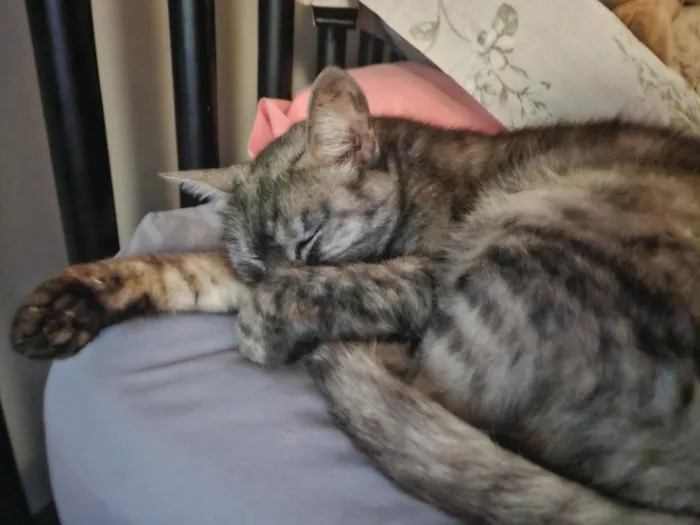 Gato raça SRD-ViraLata idade 4 anos nome Mizi