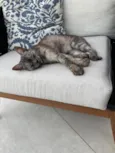 Mizi