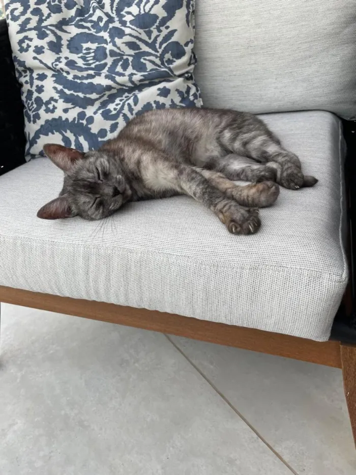 Gato raça SRD-ViraLata idade 4 anos nome Mizi