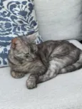 Mizi