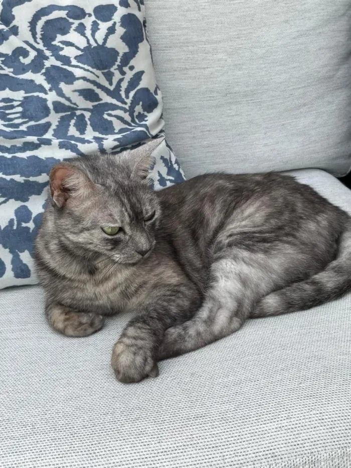 Gato raça SRD-ViraLata idade 4 anos nome Mizi