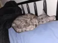 Mizi