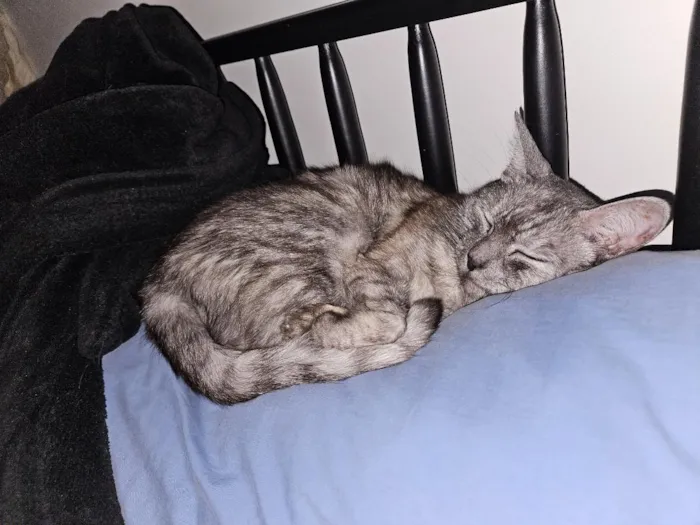 Gato raça SRD-ViraLata idade 4 anos nome Mizi