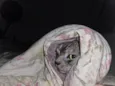 Mizi