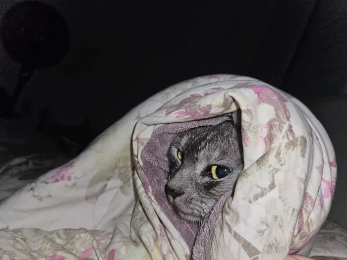 Gato raça SRD-ViraLata idade 4 anos nome Mizi