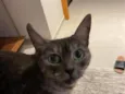 Mizi