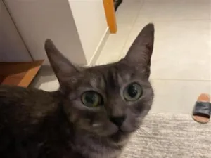 Gato raça SRD-ViraLata idade 4 anos nome Mizi